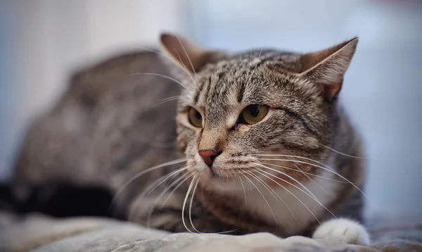 Gato listrado com raiva — Fotografia de Stock