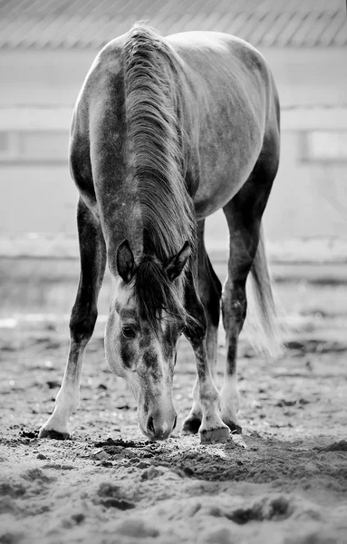 Не кольорове зображення спортивних прогулянок коней — стокове фото