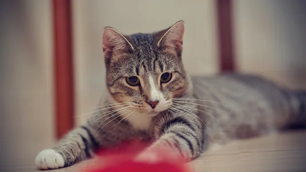 Gatto a strisce gioca con un giocattolo — Foto Stock