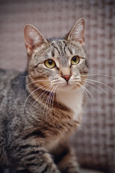 Porträt einer gestreiften Katze eine graue Färbung. — Stockfoto