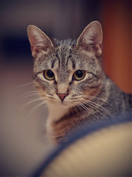 Portrait of a striped cat — Stock Photo, Image