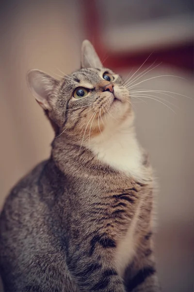 Portret van een binnenlandse grijs gestreepte kat — Stockfoto