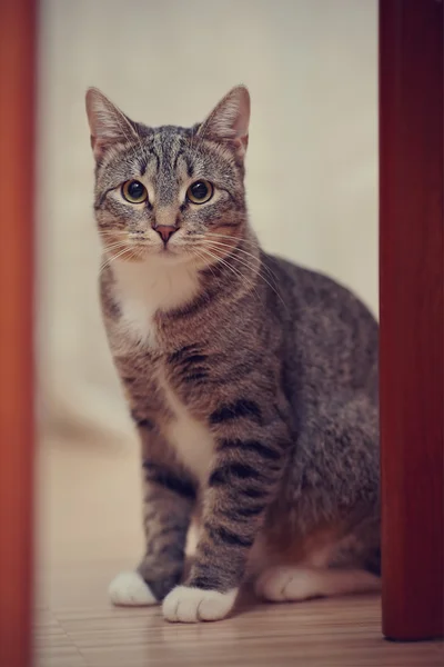 灰色条纹的猫与白色的爪子和黄色的眼睛 — 图库照片