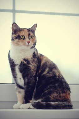 Bir pencere, Aile içi çok renkli kedi.