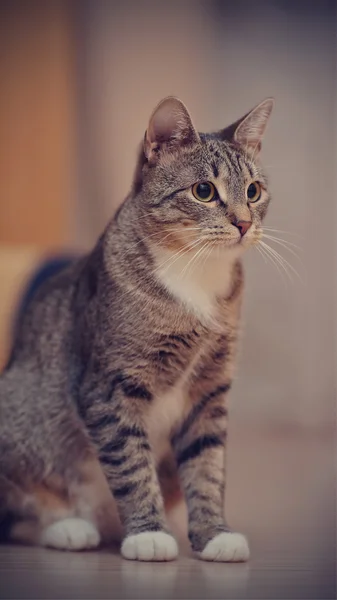 Домашняя кошка с белыми лапами — стоковое фото