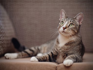 Beyaz pençeleri ile çizgili kedi