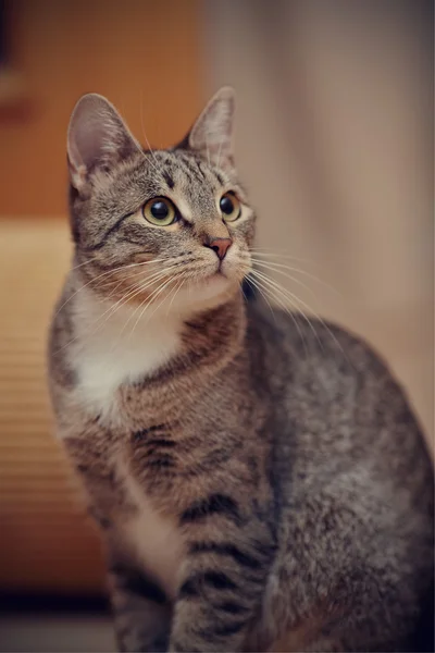 Портрет сірої смугастої кішки — стокове фото