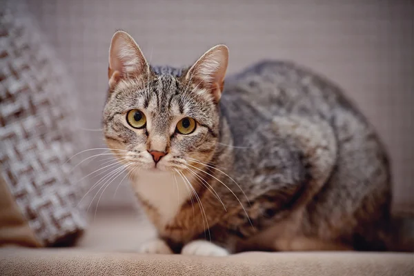 Domestic striped cat — Stock Photo, Image