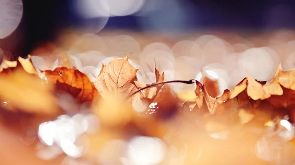 Abstrakter Herbst-Hintergrund — Stockfoto