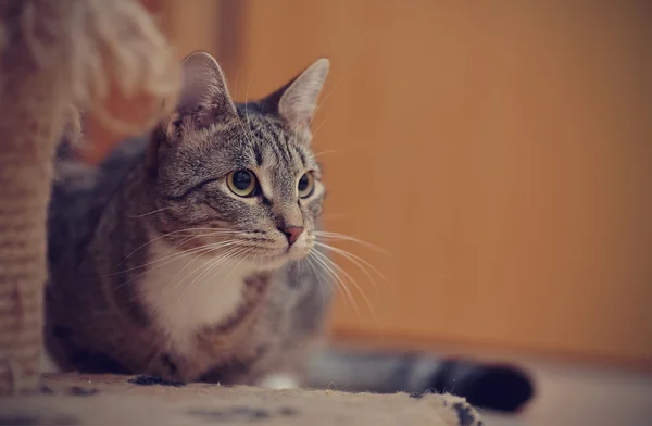 Retrato de un gato rayado gris —  Fotos de Stock