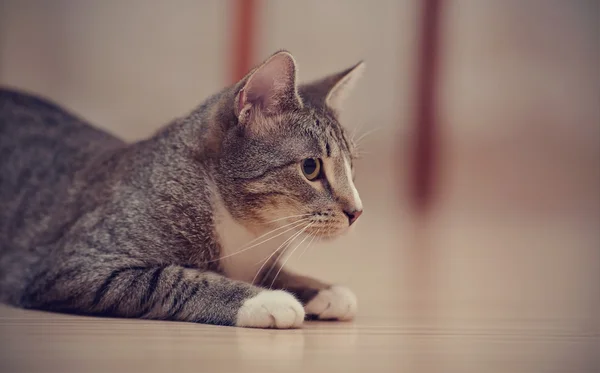 Portrait d'un chat rayé avec pattes blanches — Photo