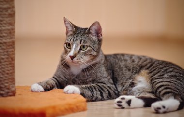 Gri bir renk çizgili kedi 