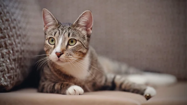 회색 색상의 세심 한 줄무늬 고양이 — 스톡 사진