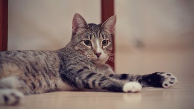 Çizgili kedi beyaz pençeleri ile çalış