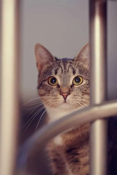 Retrato de un gato —  Fotos de Stock