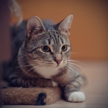 Çizgili bir kedinin portresi