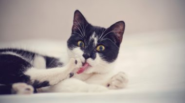 Siyah-beyaz kedi pençe yalıyor.