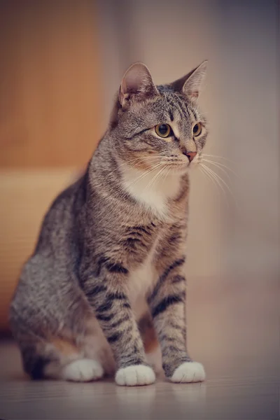 백색 발 줄무늬 고양이 — 스톡 사진