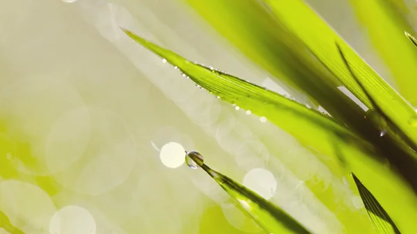 Капля росы на зеленой траве . — стоковое фото