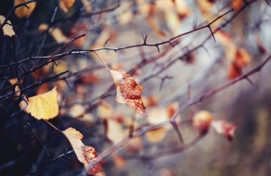 Alıç dallarda yaprak.