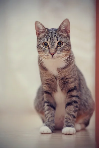 白い足と猫 — ストック写真