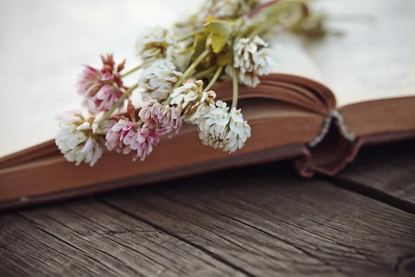 Fleurs d’un mensonge de trèfle sur le vieux livre — Photo