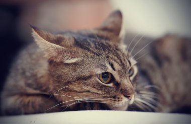 Kızgın bir çizgili kedi portresi