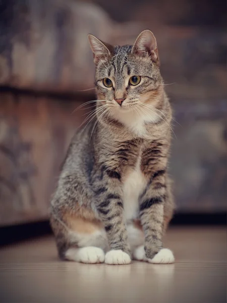 El gato rayado con patas blancas — Foto de Stock