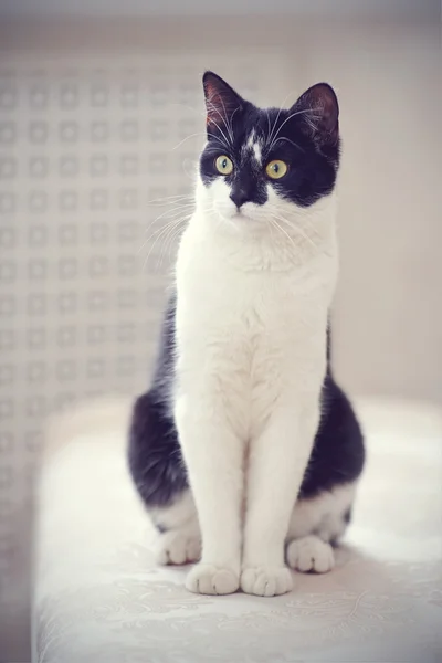 O gato surpreso de cor preto e branco — Fotografia de Stock