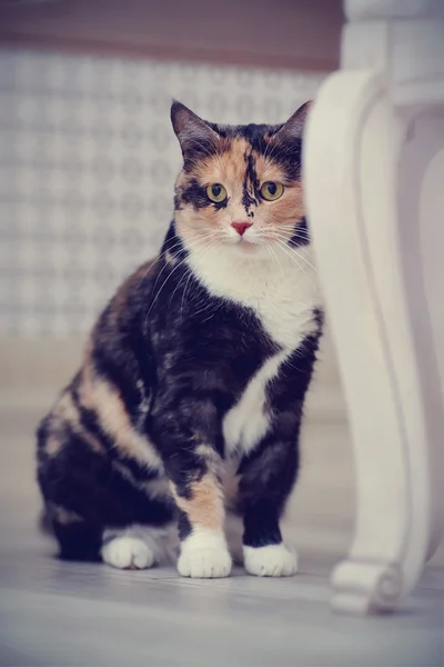 Multi-colored il gatto si siede — Foto Stock