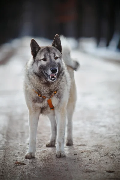 Fluffy cheerful dog — Stock Photo, Image