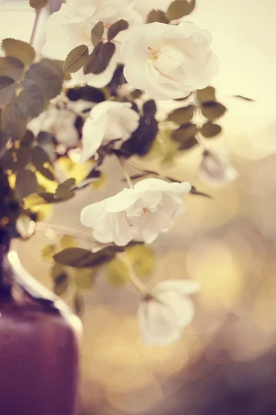 Rosas brancas em um vaso . — Fotografia de Stock