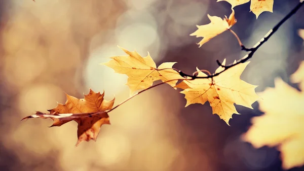 Zweig eines Ahornbaums mit Herbstblättern. — Stockfoto