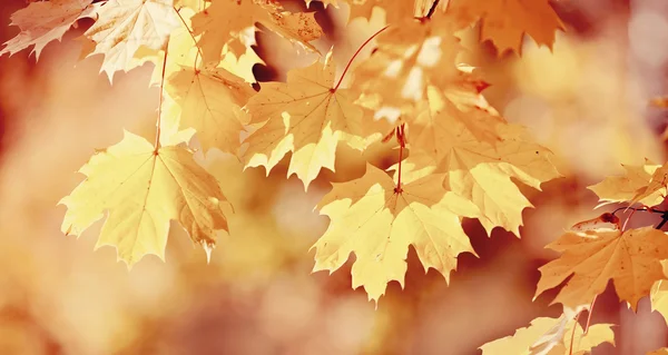 Zweig mit Ahornblättern im Herbst — Stockfoto