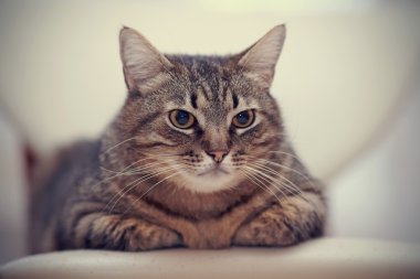 Kızgın bir önemli çizgili kedi portresi