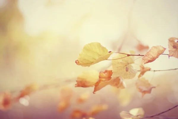 Folhas de ouro amarelo no outono . — Fotografia de Stock