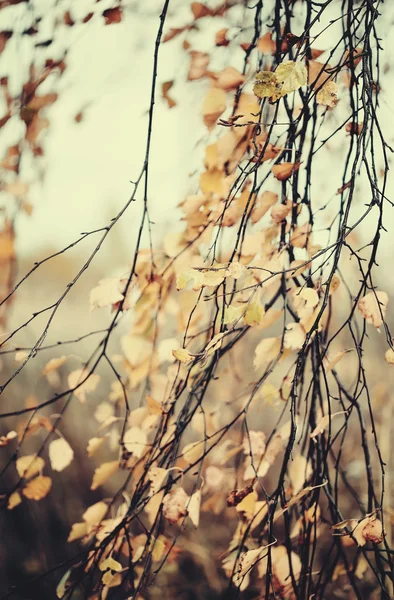 A nyír, megfakult levelekkel ága — Stock Fotó