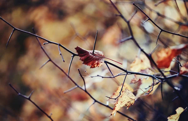 Πέσει φθινόπωρο φύλλα hawthorn. — Φωτογραφία Αρχείου