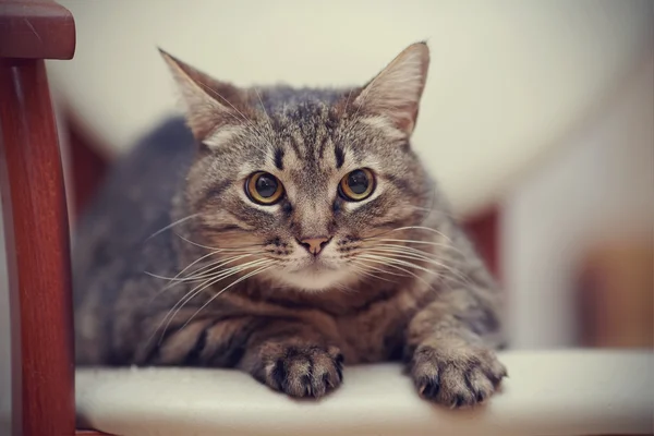 노란 눈을 가진 화가 줄무늬 고양이의 초상화 — 스톡 사진