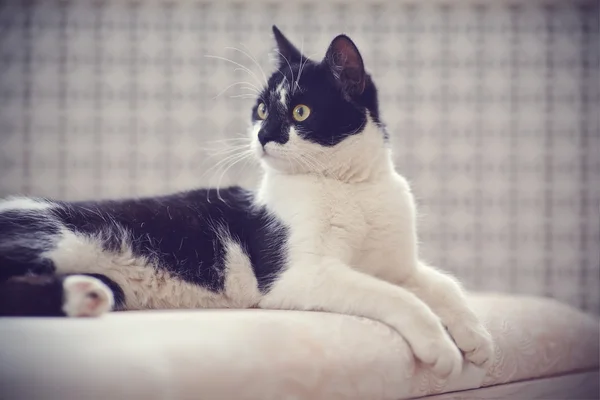 Retrato do gato mentiroso de uma coloração preto e branco — Fotografia de Stock