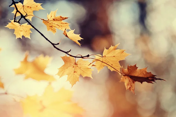 Zweig eines Ahornbaums mit Herbstblättern. — Stockfoto