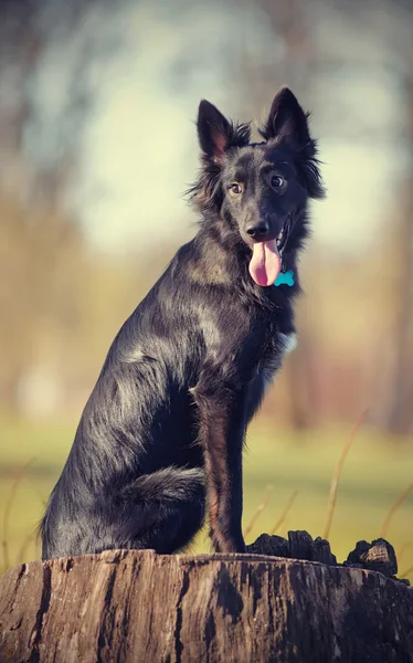 Senta-se cão não puro-sangue negro — Fotografia de Stock