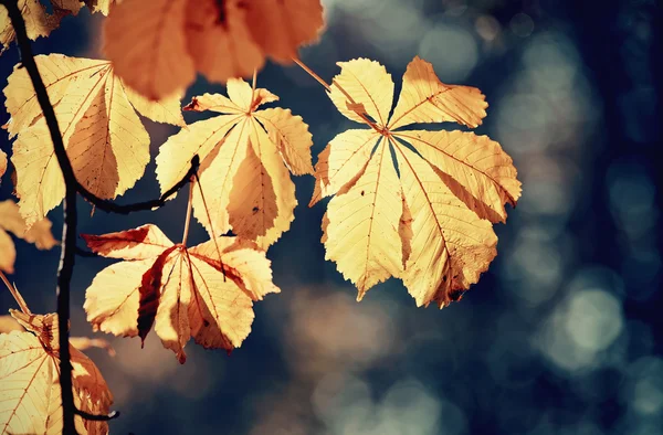 Herbstgelbe Blätter der Kastanie — Stockfoto