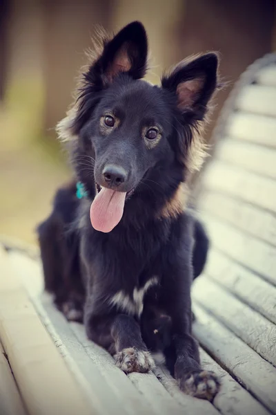 Cão preto situa-se num banco. — Fotografia de Stock