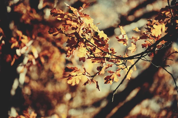 Дубові гілки з зів'ялим листям — стокове фото