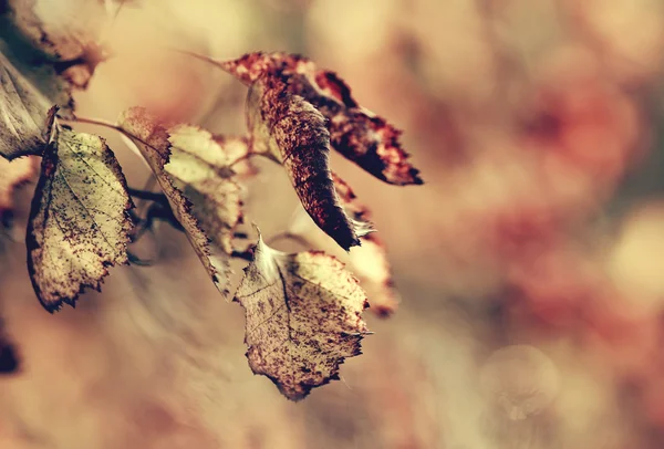 Folhas murchas nos ramos de espinheiro . — Fotografia de Stock