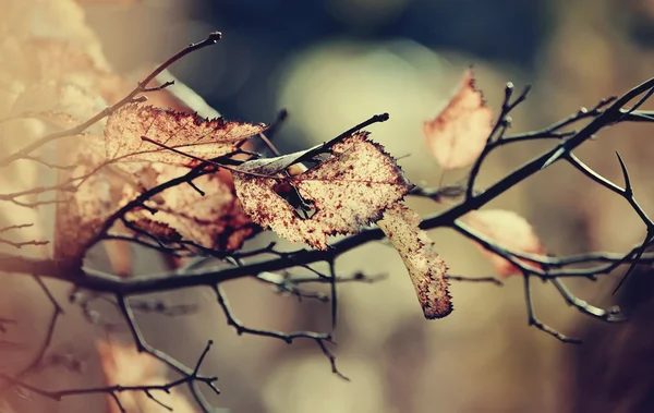 Hojas de otoño en las ramas del espino . — Foto de Stock