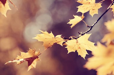 Sarı akçaağaç yaprakları ile şube 
