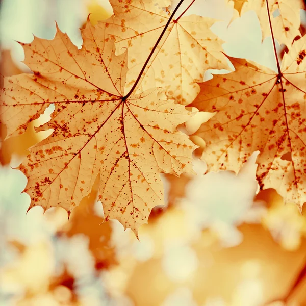 Sarı akçaağaç sonbaharda yapraklar..