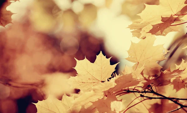 Zweig mit herbstgelben Ahornblättern — Stockfoto